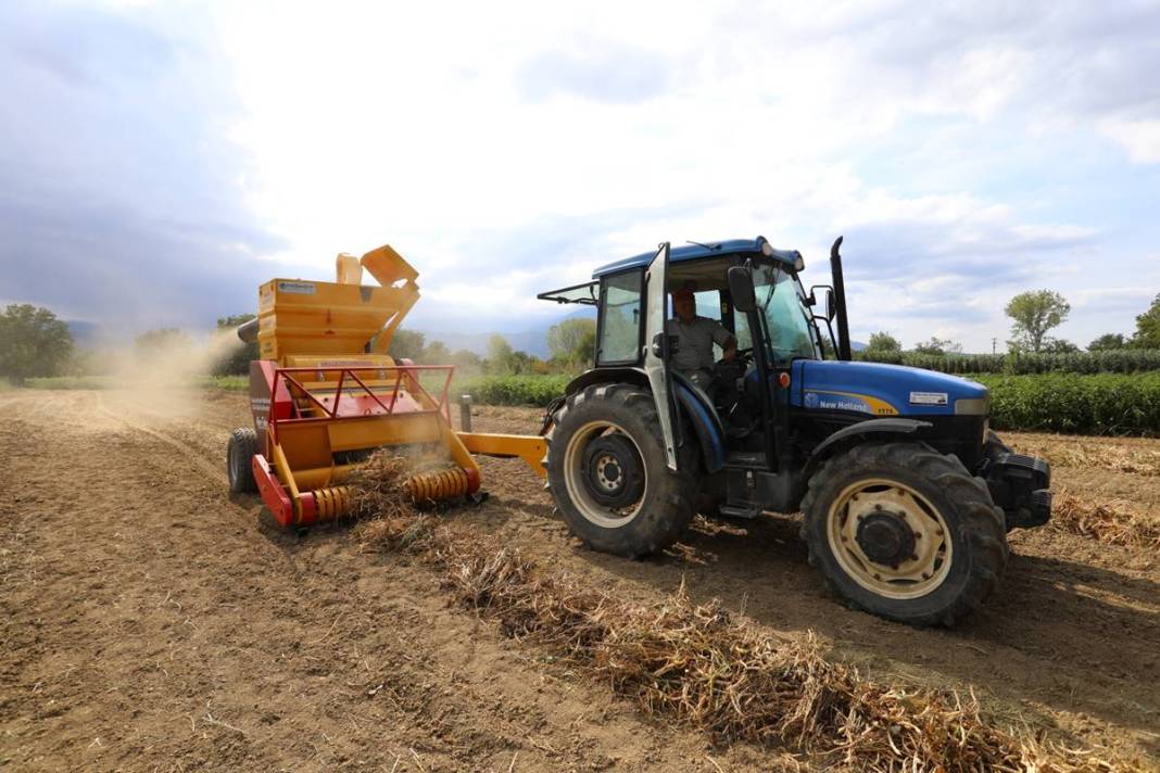Coğrafi işaretli lezzet için hasat zamanı: Talep patlaması yaşanıyor! Belediye ücretsiz dağıttı 6